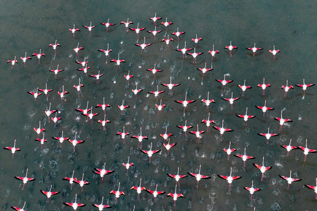 Konya’da kuruyan göl yeniden canlandı, flamingolar geri döndü 8